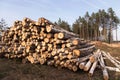 Timber harvesting. Deforestation, forest destruction. Cut down birch trees, logs in forest Royalty Free Stock Photo