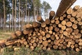 Timber harvesting. Deforestation, forest destruction. Cut down pine trees, logs in forest Royalty Free Stock Photo