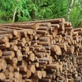 Timber Harvesting For Lumber Industry Or Wooden Housing Constru