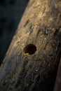Timber with holes Royalty Free Stock Photo