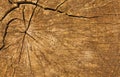 Timber log background