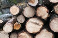 Timber Log Stack Royalty Free Stock Photo