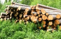 Timber logs Royalty Free Stock Photo