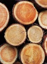 Timber logs background Royalty Free Stock Photo