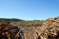 Timber Logs at Clear Cut Royalty Free Stock Photo