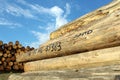 Timber logs in the depot Royalty Free Stock Photo