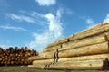 Timber logs in the depot Royalty Free Stock Photo