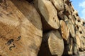 Timber logs in the depot Royalty Free Stock Photo