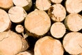 Timber logs Royalty Free Stock Photo