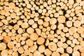 Timber logs Royalty Free Stock Photo