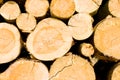 Timber logs Royalty Free Stock Photo