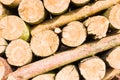 Timber logs Royalty Free Stock Photo