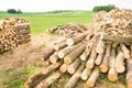 Timber logs Royalty Free Stock Photo