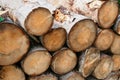 Timber logs prepared for transport, forest management