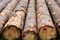 Timber logs prepared for transport, forest management