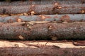 Timber logs prepared for transport, forest management