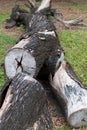 Timber Logs in Thailand.