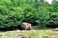 Timber logs on truck trailer Royalty Free Stock Photo