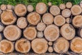 Timber Lumber Industry