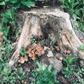 Timber mushroom undergrowth of trees deciduous background