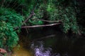 Timber over the water in the forest,Fallen timber bridge