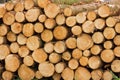 Timber pile