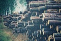 Timber in pile in deforested forest