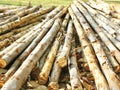 timber the pile of logs Royalty Free Stock Photo