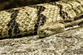 Timber Rattlensnake Resting Royalty Free Stock Photo