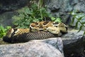 Timber Rattlesnake Royalty Free Stock Photo