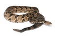 Timber rattlesnake Royalty Free Stock Photo