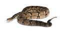 Timber rattlesnake - Crotalus horridus atricaudatus, poisonous Royalty Free Stock Photo