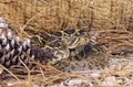 Timber rattlesnake