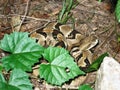 Timber Rattlesnake Royalty Free Stock Photo