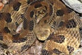 Timber Rattlesnake (Crotalus horridus) Royalty Free Stock Photo