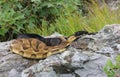 Timber Rattlesnakes Royalty Free Stock Photo