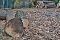 Timber ready for transport, South Bohemia, Czech Republic