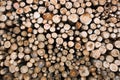 Timber resources Royalty Free Stock Photo