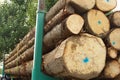 Timber resources close-up Royalty Free Stock Photo