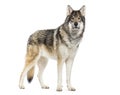 Timber Shepherd a kind of Wolfdog, looking at the camera, Isolated on white Royalty Free Stock Photo