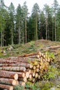 Timber stack by a clear cut forest area in fall season Royalty Free Stock Photo