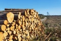 Timber stack at the edge of the clear-cut area Royalty Free Stock Photo