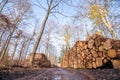 Timber stacked in a muddy forest in the fall Royalty Free Stock Photo