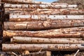 Timber stacks at Bonny Glen in County Donegal - Ireland