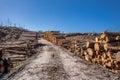 Timber stacks at Bonny Glen in County Donegal - Ireland Royalty Free Stock Photo