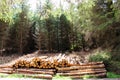 Timber stacks Royalty Free Stock Photo