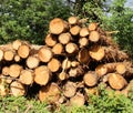Timber stacks Royalty Free Stock Photo