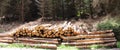 Timber stacks Royalty Free Stock Photo
