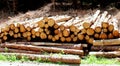 Timber stacks Royalty Free Stock Photo