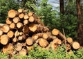Timber stacks Royalty Free Stock Photo